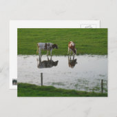 水はがき内の牛の反射 ポストカード (正面/裏面)