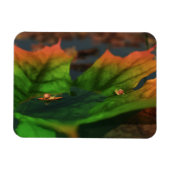 水は柔軟な広い磁石である マグネット (横)