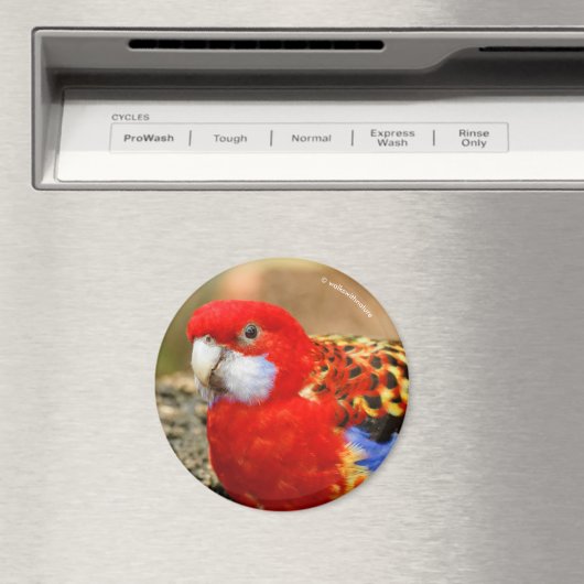 水やり場で生意気な東部のローゼル マグネット (インサイチュ (食洗機))