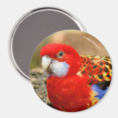 水やり場で生意気な東部のローゼル マグネット (正面/裏面)