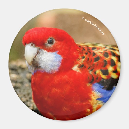 水やり場で生意気な東部のローゼル マグネット (正面)