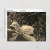 水やり穴 – ポストカード (正面/裏面)