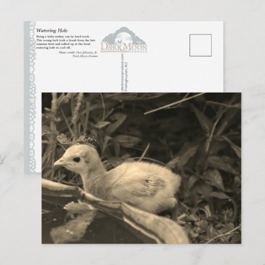 水やり穴 –  ポストカード (正面/裏面)