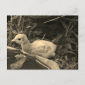 水やり穴 –  ポストカード (正面)