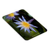 水ゆりプレミアムマグネット マグネット (右側)