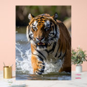 水を駆ける雄壮な虎 アクリルサイン (ウェディング)