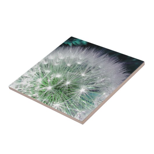 水カッコいい滴のある緑と白のタンポポ タイル (側面)