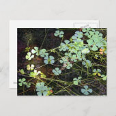 水クローバー ポストカード (正面/裏面)