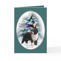 水スペインの犬のクリスマスプレゼント