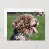 水スペインの犬 ポストカード (正面/裏面)