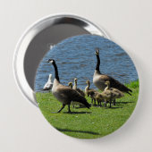 水ボタンによる草のカナダのガチョウ 缶バッジ (正面&裏面)