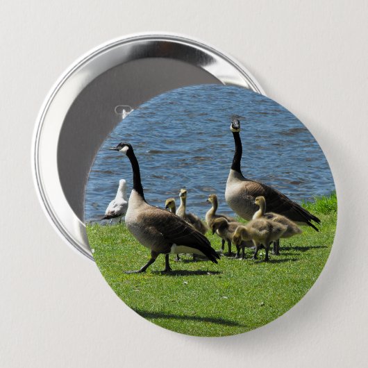 水ボタンによる草のカナダのガチョウ 缶バッジ (正面&裏面)