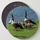 水ボタンによる草のカナダのガチョウ 缶バッジ (正面&裏面)