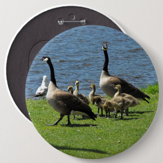水ボタンによる草のカナダのガチョウ 缶バッジ (正面&裏面)