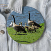 水ボタンによる草のカナダのガチョウ 缶バッジ (インサイチュ)