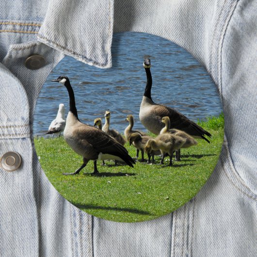 水ボタンによる草のカナダのガチョウ 缶バッジ (インサイチュ)