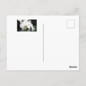 水ポストカードから生まれる白い蘭 ポストカード (裏面)