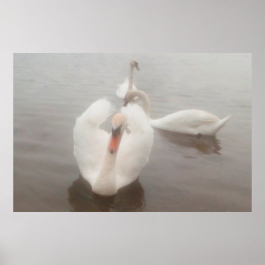 水モダン色エレガントダヌベの白鳥 ポスター (正面)