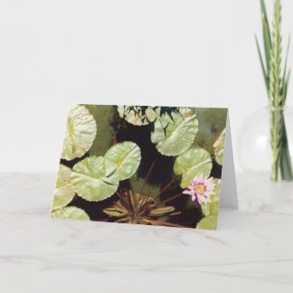 水ユリ02 カード