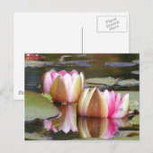 水ユリ ポストカード (正面/裏面)