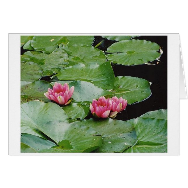 水ユリ、Monetの家、Giverny、フランス (正面横)