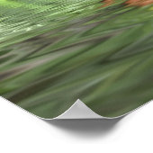 水上の松の木の針 ポスター (角)