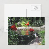 水上の鳥はがき ポストカード (正面/裏面)