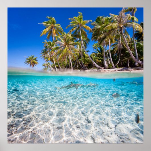 水下および水上の熱帯島 ポスター (正面)