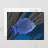 水中での生活:海とアカントゥラスの保形体 ポストカード (正面/裏面)