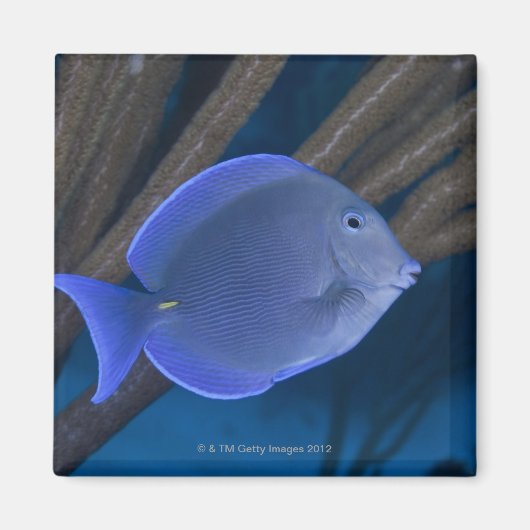 水中での生活：海とアカントゥラスの保形体 マグネット (正面)