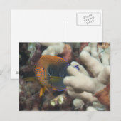 水中での生活；魚：陶芸家のポートレート ポストカード (正面/裏面)