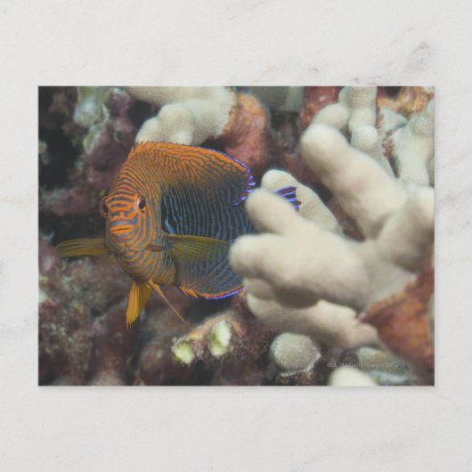 水中での生活；魚：陶芸家のポートレート ポストカード (正面)