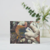 水中での生活；魚：陶芸家のポートレート ポストカード (スタンド正面)
