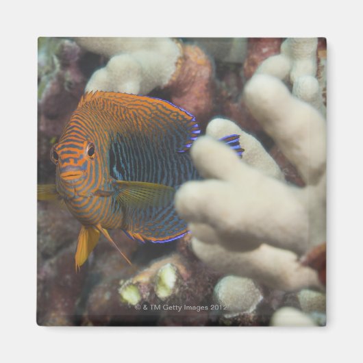 水中での生活；魚：陶芸家のポートレート マグネット (正面)