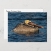 水中で休むペリカン ポストカード (正面/裏面)