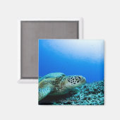 水中で休んでいるウミガメ マグネット (正面/裏面)