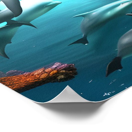 水中で泳ぐイルカ ポスター (角)