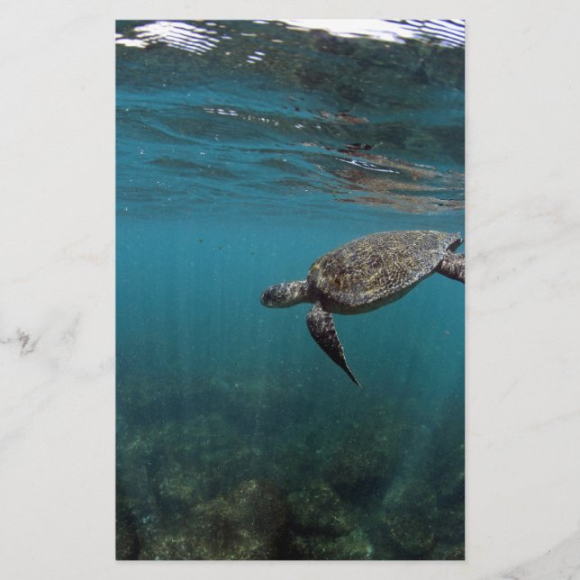 水中で泳ぐウミガメのガラパゴス諸島 (正面)