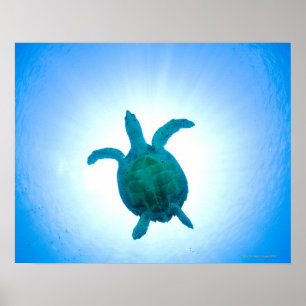 水中で泳ぐウミガメ ポスター