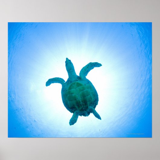 水中で泳ぐウミガメ ポスター (正面)