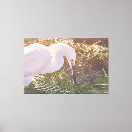 水中で繁殖する雪の多いエグレ キャンバスプリント (正面)