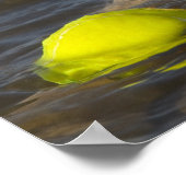 水中にテニスボールがある黄色いラブラドール ポスター (角)