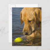 水中にテニスボールがある黄色いラブラドール ポストカード (正面/裏面)
