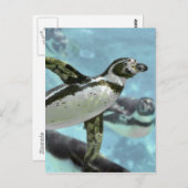 水中にペンギンを置く ポストカード (正面/裏面)
