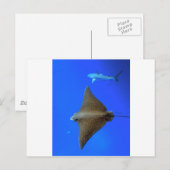 水中に点在する鷲のレイ&リーフシャーク ポストカード (正面/裏面)