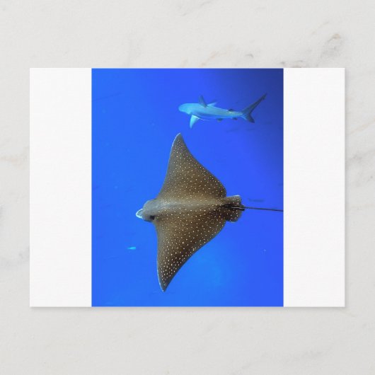 水中に点在する鷲のレイ&リーフシャーク ポストカード (正面)