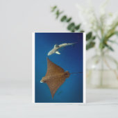 水中に点在する鷲の光線とリーフシャーク ポストカード (スタンド正面)