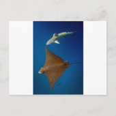 水中に点在する鷲の光線とリーフシャーク ポストカード (正面)