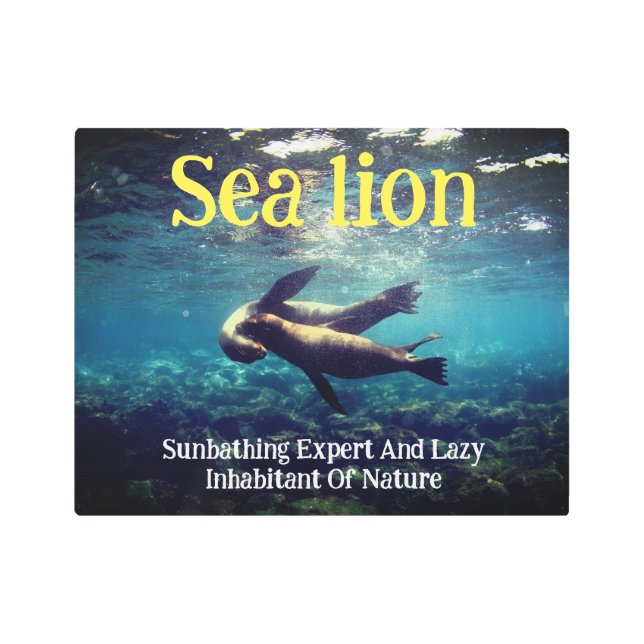 水中のアシカ メタルプリント (正面)