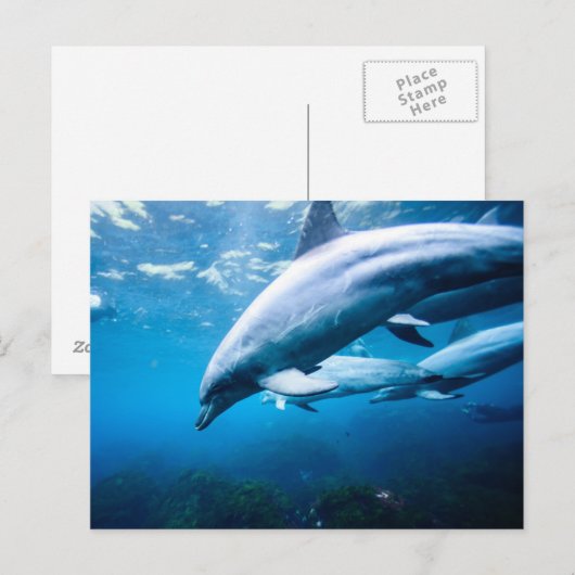 水中のイルカ ポストカード (正面/裏面)